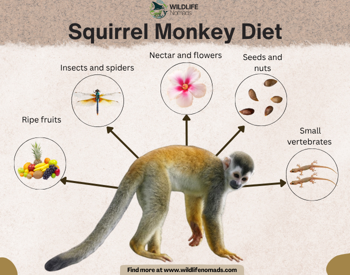 An infographic titled "Squirrel Monkey Diet" featuring a central photo of a squirrel monkey surrounded by arrows pointing to its food sources, including ripe fruits, insects, flowers, seeds, and small vertebrates.