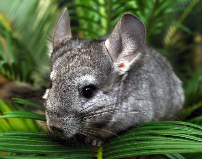 A gray Standard Chinchilla rabbit nestled among green tropical foliage.