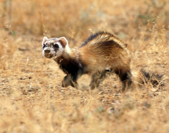 A steppe polecat with dark facial markings and yellowish body fur walking through a dry, grassy field.