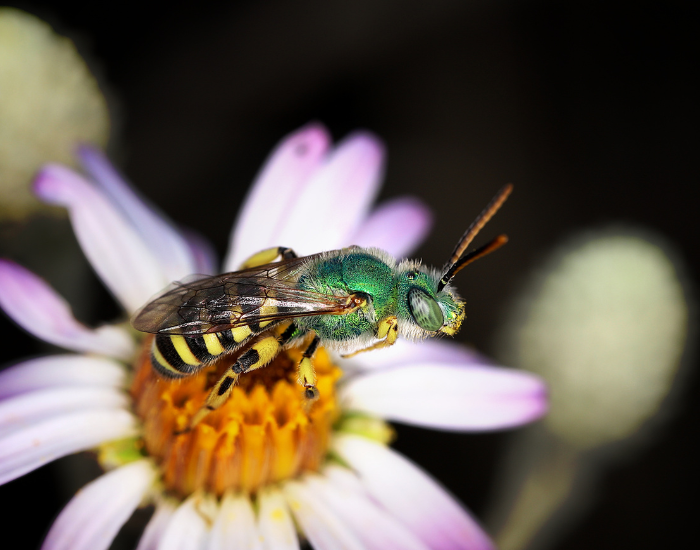 a Texas Striped Sweat Bee on top of a flower
