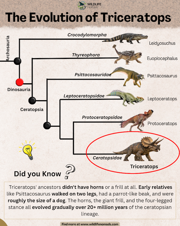 Infographic titled "The Evolution of Triceratops". Shows an evolutionary tree tracing Archosauria down to Dinosaria, Ceratopsia, and finally Triceratops. Includes illustrations of prehistoric relatives like Leidyosuchus, Psittacosaurus, and Protoceratops.