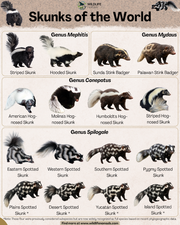 An educational infographic titled "Skunks of the World" by Wildlife Nomads, categorizing various species within the family Mephitidae by genus. The graphic displays clear cutout photos of different animals organized into boxes for the genera Mephitis, Mydaus, Conepatus, and Spilogale, including striped, hog-nosed, and spotted skunks, as well as stink badgers. A note at the bottom indicates that several spotted skunks previously considered subspecies are now widely recognized as full species based on recent data.
