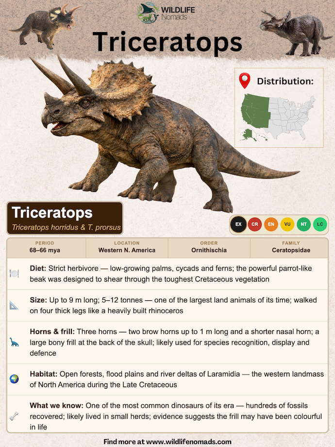 A species profile infographic for the Triceratops by Wildlife Nomads. It displays a full-body reconstruction of a Triceratops alongside a United States map highlighting its western distribution. The layout includes categorized sections with icons describing its geological period, diet, size, horns and frill anatomy, and habitat.