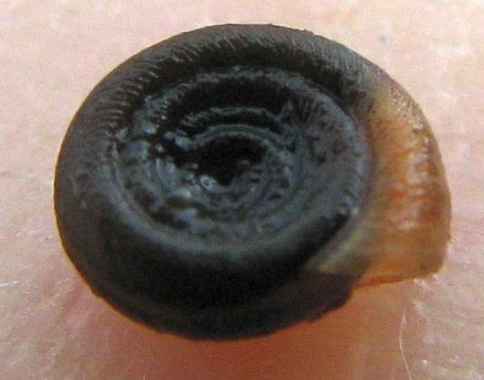 close up of a Twisted Ramshorn black color