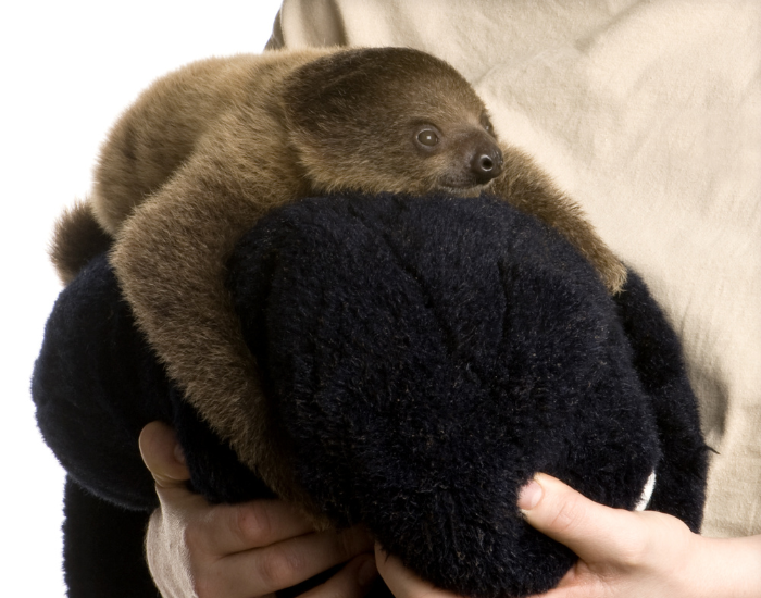 A tiny baby two-toed sloth clinging securely to dark plush fur.