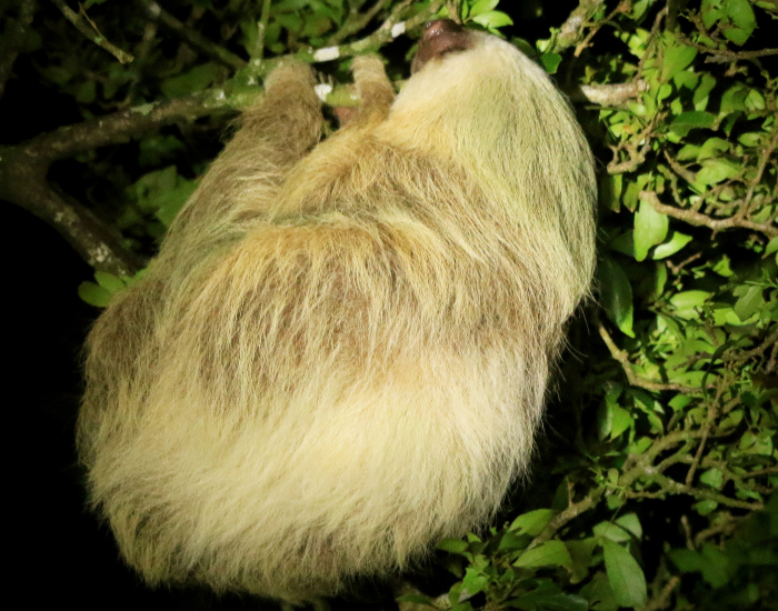 A full-body view of a light-colored two-toed sloth curled up in the canopy of a rainforest tree.