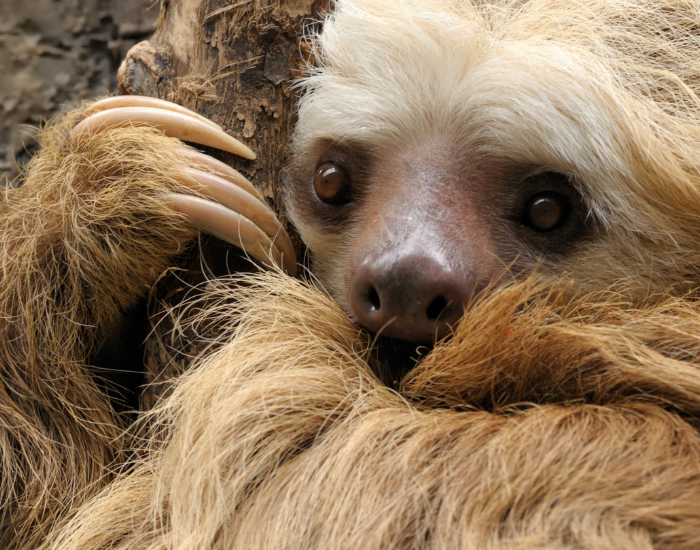 A detailed close-up shot focusing on the face and claws of a fluff-covered two-toed sloth.