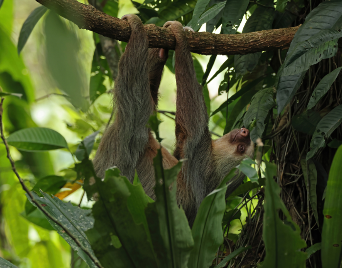 A two-toed sloth hanging upside down from a tree branch amidst thick green foliage.