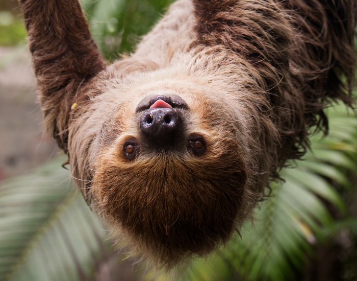 an upside-down perspective of a friendly-looking two-toed sloth hanging from a branch while looking directly toward the camera.