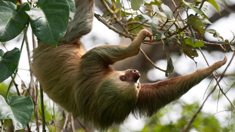 two toed sloth hanging from a tree branch
