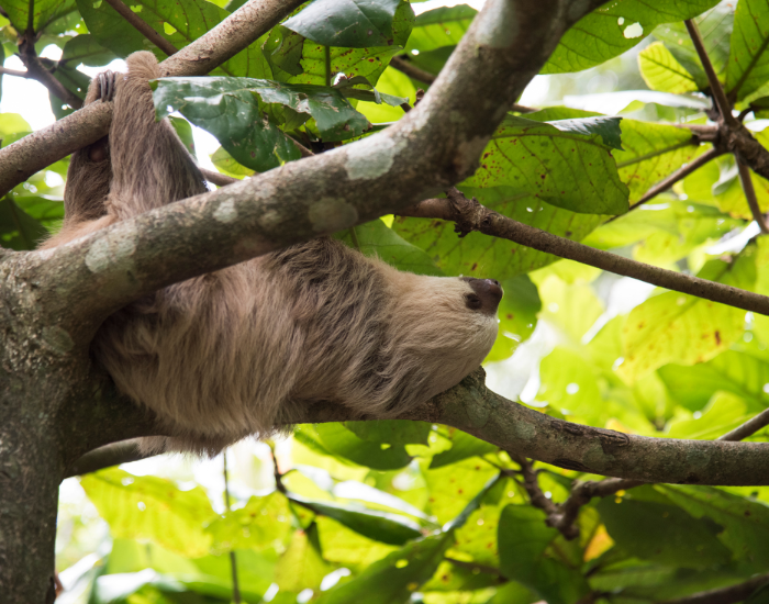 A two-toed sloth peacefully napping while stretched along a thick tree branch surrounded by green leaves.