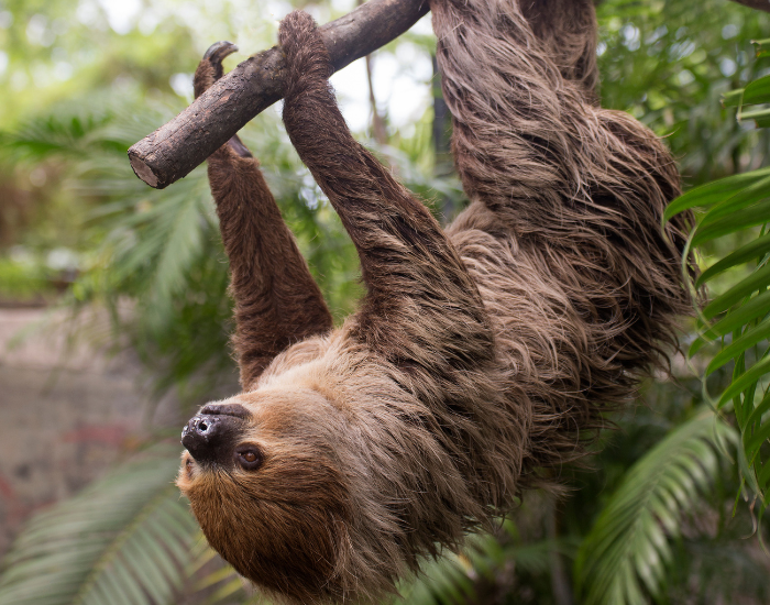 A wild two-toed sloth maneuvering through tree branches in its natural habitat.