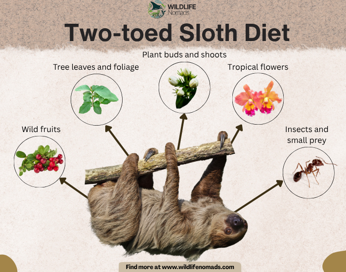 An infographic titled "Two-toed Sloth Diet" by Wildlife Nomads, featuring a two-toed sloth hanging upside down from a branch with arrows pointing to five circular images showing its food sources: wild fruits, tree leaves, plant buds, tropical flowers, and insects/small prey.