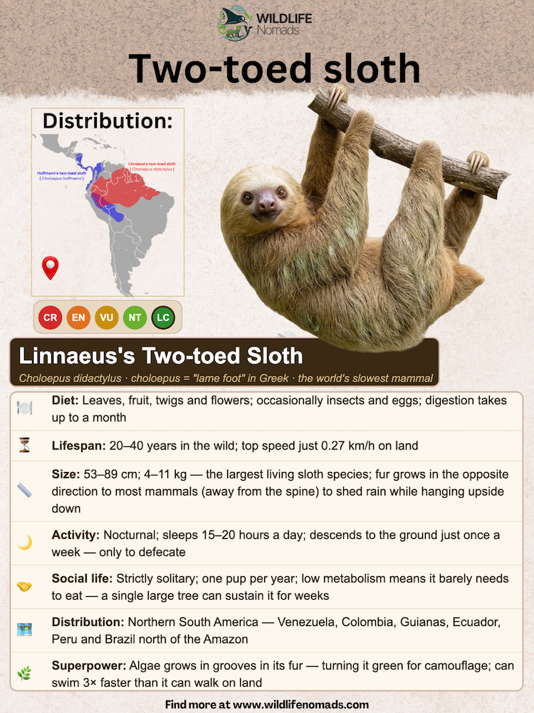 An infographic profile titled "Two-toed sloth: Linnaeus's Two-toed Sloth" detailing diet, lifespan, size, activity, and habitat map, next to a photo of a two-toed sloth hanging upside down from a branch.
