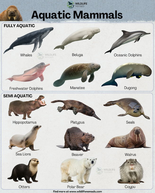 An educational infographic by Wildlife Nomads titled "Aquatic Mammals," dividing animals into two main categories against a light grey background.