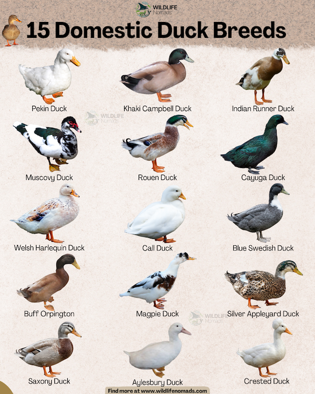 An educational infographic titled '15 Domestic Duck Breeds' by Wildlife Nomads, featuring illustrated cutouts of 15 duck species arranged on a textured beige background. The breeds listed are: Pekin Duck, Khaki Campbell Duck, Indian Runner Duck, Muscovy Duck, Rouen Duck, Cayuga Duck, Welsh Harlequin Duck, Call Duck, Blue Swedish Duck, Buff Orpington, Magpie Duck, Silver Appleyard Duck, Saxony Duck, Aylesbury Duck, and Crested Duck.