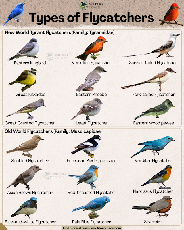 An educational infographic by Wildlife Nomads titled "Types of Flycatchers," divided into two categories: New World Tyrant Flycatchers (including Eastern Kingbird, Vermilion Flycatcher, and Scissor-tailed Flycatcher) and Old World Flycatchers (including Spotted Flycatcher, European Pied Flycatcher, and Verditer Flycatcher), displayed in a grid of bird illustrations.
