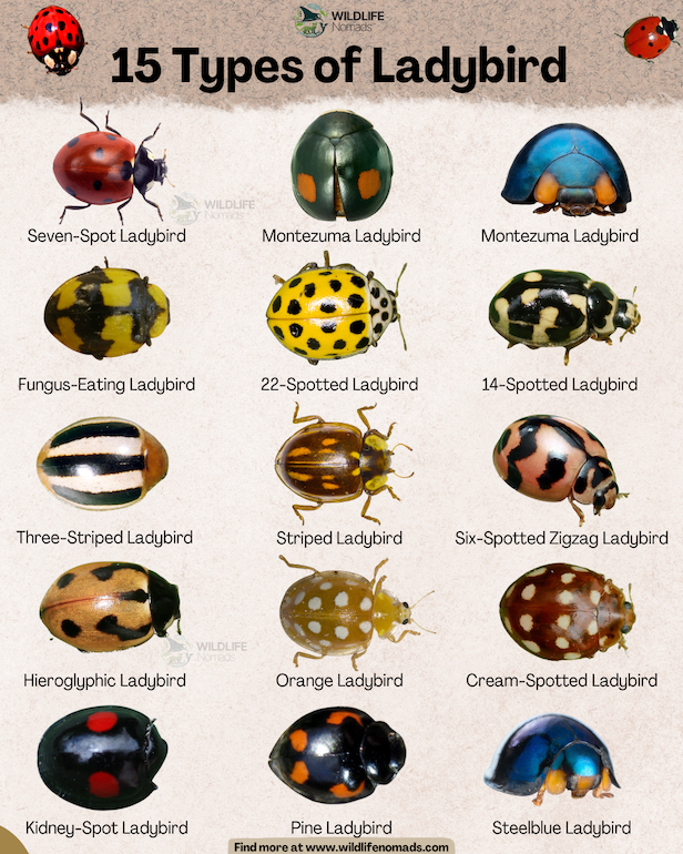 Infographic titled "15 Types of Ladybird" by Wildlife Nomads, showcasing a colorful grid of diverse ladybird species with different colors, spots, and stripe patterns.