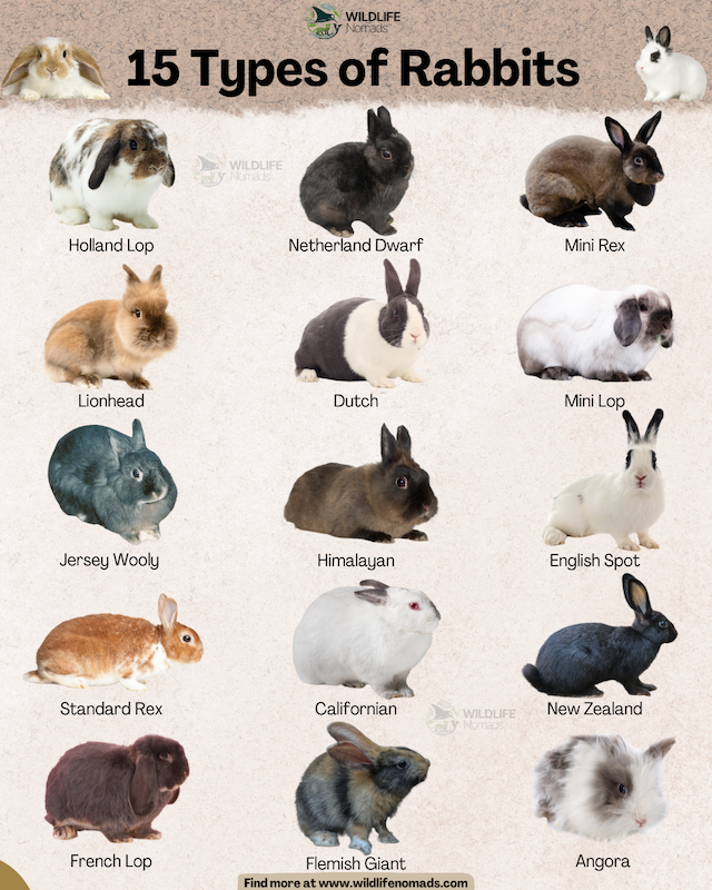 An infographic titled "15 Types of Rabbits" by Wildlife Nomads featuring photos and names of popular rabbit breeds including Holland Lop, Netherland Dwarf, Mini Rex, Lionhead, Dutch, Mini Lop, Jersey Wooly, Himalayan, English Spot, Standard Rex, Californian, New Zealand, French Lop, Flemish Giant, and Angora.