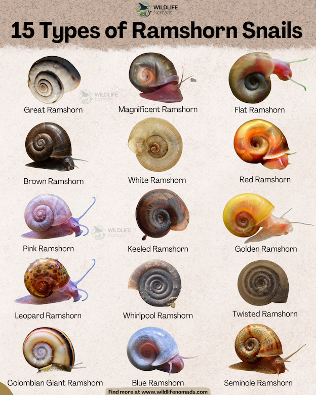 An infographic titled "15 Types of Ramshorn Snails" showcases a grid of fifteen distinct snail varieties with highly diverse shell colors and patterns. Each specimen is individually pictured and clearly labeled with its specific name, such as the Golden, Blue, or Leopard Ramshorn.