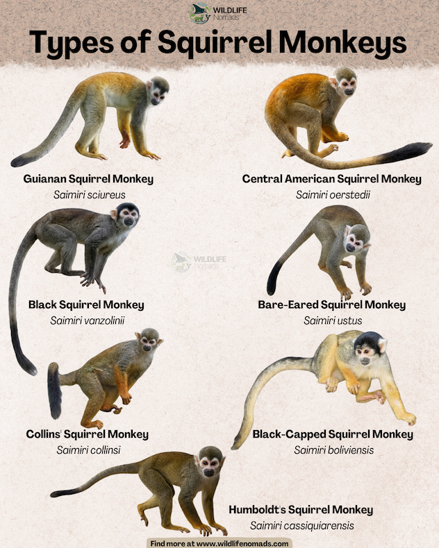An educational chart titled "Types of Squirrel Monkeys" displaying illustrations and scientific names for seven different species, including the Guianan, Central American, and Black-Capped Squirrel Monkey.