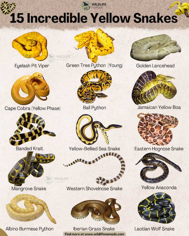An infographic chart titled "15 Yellow Snakes" featuring isolated photos of fifteen different snake species on a textured off-white background. The snakes include an Eyelash Pit Viper, a juvenile Green Tree Python, a Cape Cobra, and a Yellow Anaconda, each clearly labeled with its common name.
