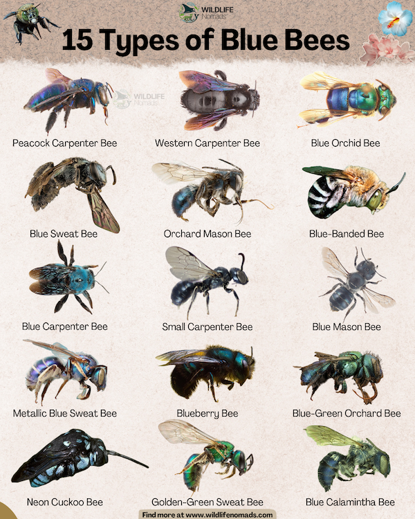An infographic titled "15 Types of Blue Bees" by Wildlife Nomads. It displays 15 labeled illustrations of metallic blue and teal bee species arranged in a grid, including the Peacock Carpenter Bee, Neon Cuckoo Bee, Blue Calamintha Bee, and Blue Orchid Bee.