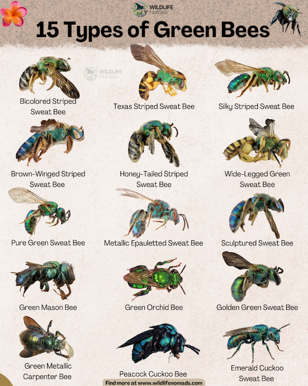 an infographic titled "15 Types of Green Bees" by Wildlife Nomads. It displays 15 labeled illustrations of metallic green and blue bee species arranged in a grid, including the Pure Green Sweat Bee, Green Orchid Bee, Peacock Cuckoo Bee, and Green Mason Bee.