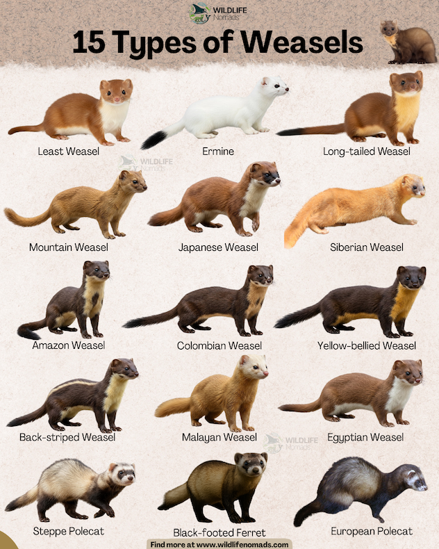 An educational infographic titled '15 Types of Weasels' by Wildlife Nomads, displaying illustrated cutouts of 15 different species on a textured beige background. The species shown are: Least Weasel, Ermine, Long-tailed Weasel, Mountain Weasel, Japanese Weasel, Siberian Weasel, Amazon Weasel, Colombian Weasel, Yellow-bellied Weasel, Back-striped Weasel, Malayan Weasel, Egyptian Weasel, Steppe Polecat, Black-footed Ferret, and European Polecat.