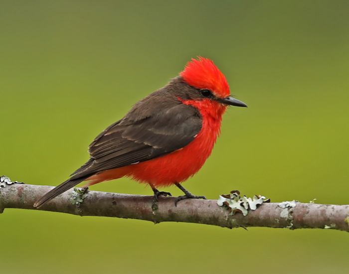 A striking male Vermilion Flycatcher with a brilliant red head and underparts, contrasted by a dark brown back and eyestripe, sitting on a wire.
