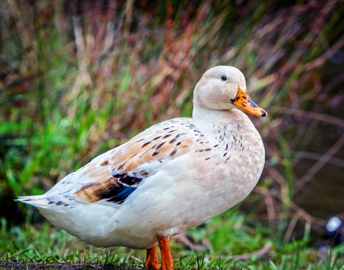 A Welsh Harlequin duck with light cream and speckled brown plumage standing outdoors surrounded by plants.