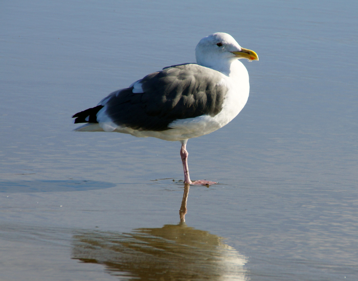 A Western Gull standing in shallow water, reflecting slightly on the wet surface.