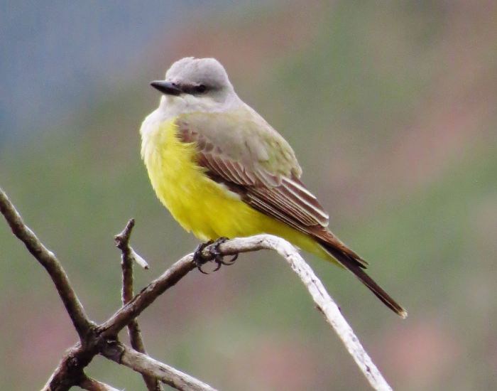 A Western Kingbird with a bright yellow belly, gray head, and dark wings perches on a branch against a blurred outdoor background.