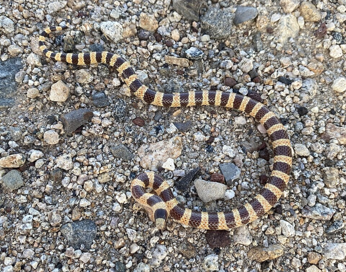 a Western Shovelnose Snake on a rocky soil