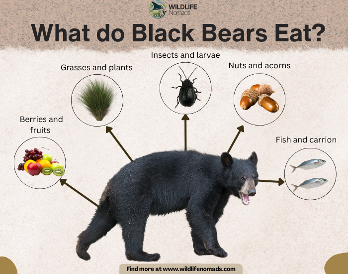 Infographic explaining the diet of a black bear, showing categories like berries, plants, insects, nuts, and fish pointing to a central black bear illustration.