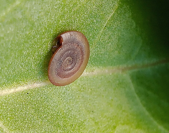 a Whirlpool-Ramshorn shell on top of a green leaf