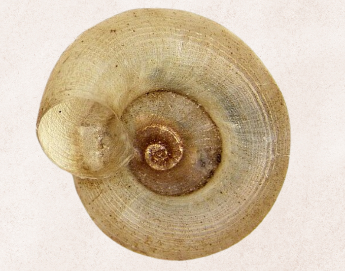 close up of a White Ramshorn shell