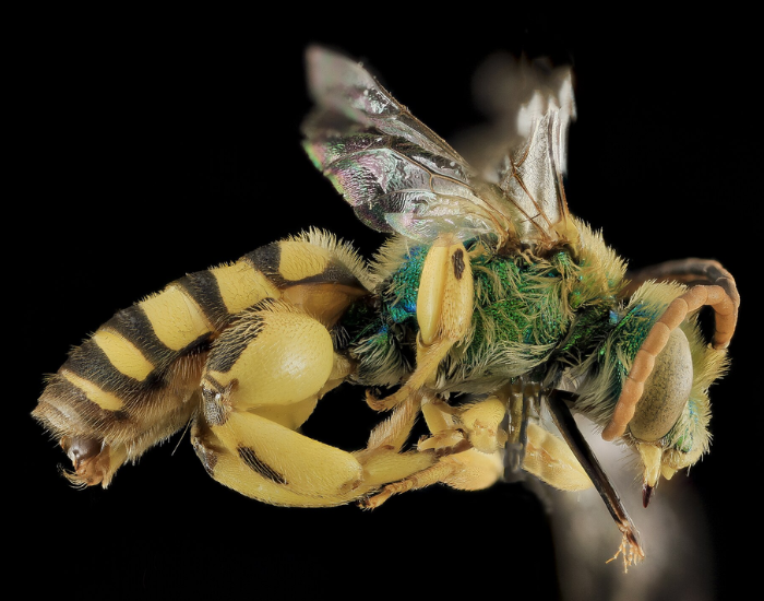an isolated Wide-Legged Green Sweat Bee with black background