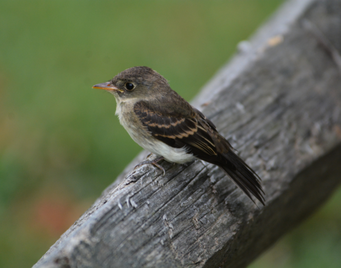 A small, brownish-olive Willow Flycatcher perches horizontally on a weathered gray wooden log.