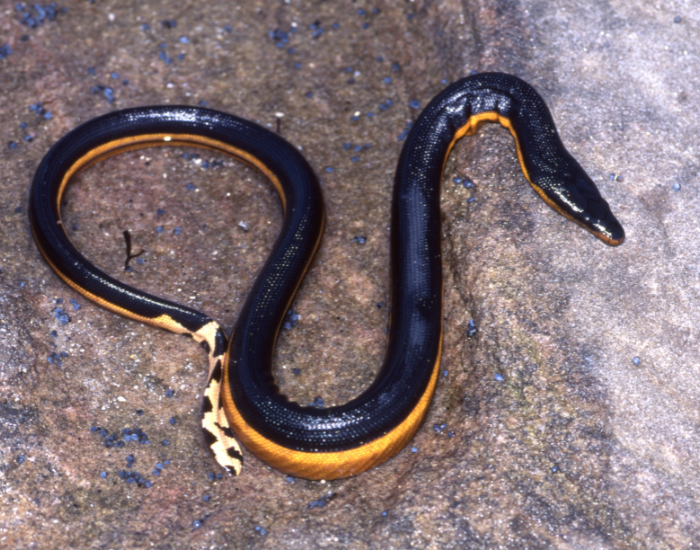 Yellow-Bellied Sea Snake