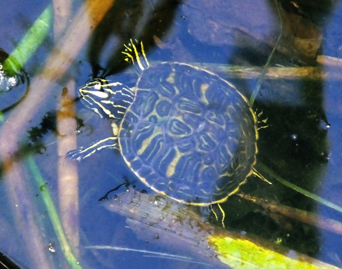 A Yellow-Bellied Slider swims gracefully near the surface of clear blue water amid aquatic plant stems. Its dark shell and vivid yellow-striped head and legs are visible from a top-down perspective.