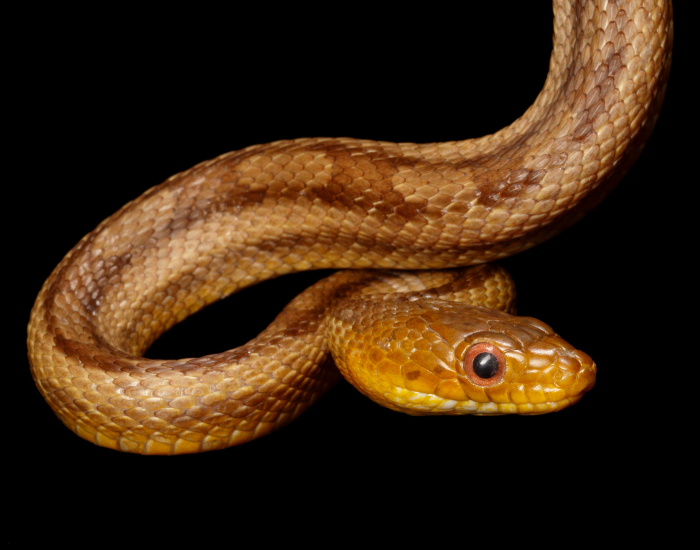close up of a Yellow Rat Snake head