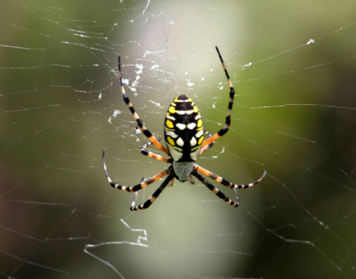 A yellow-and-black garden spider with striped legs, positioned at the center of a large, intricate orb web.