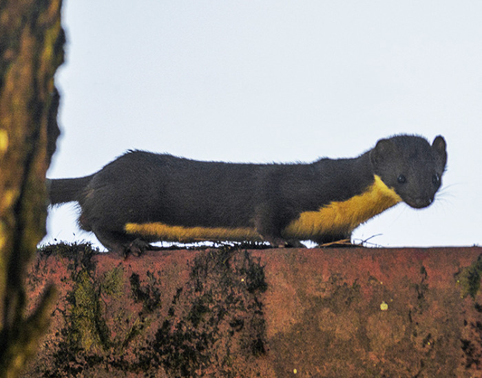 A dark-furred yellow-bellied weasel with a vibrant yellow throat and belly slinking along a ledge outdoors.
