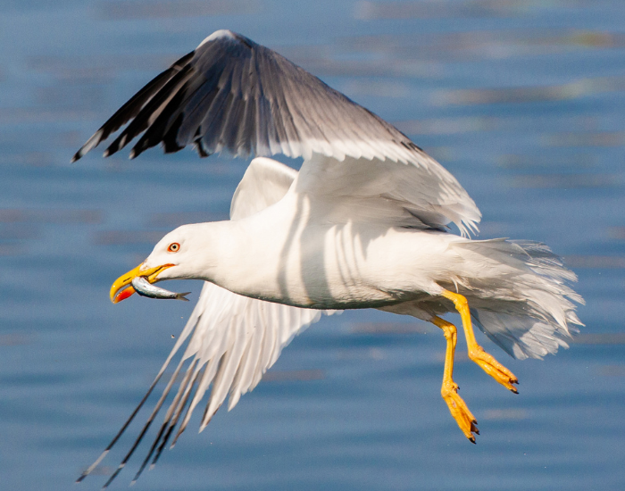 A Yellow-legged Gull with its wings spread wide as it flies low over the water