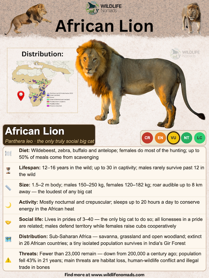 Educational species profile infographic for the African lion (Panthera leo) by Wildlife Nomads, featuring facts about their diet, size, social life, and threats, alongside a species distribution map and IUCN Vulnerable status.