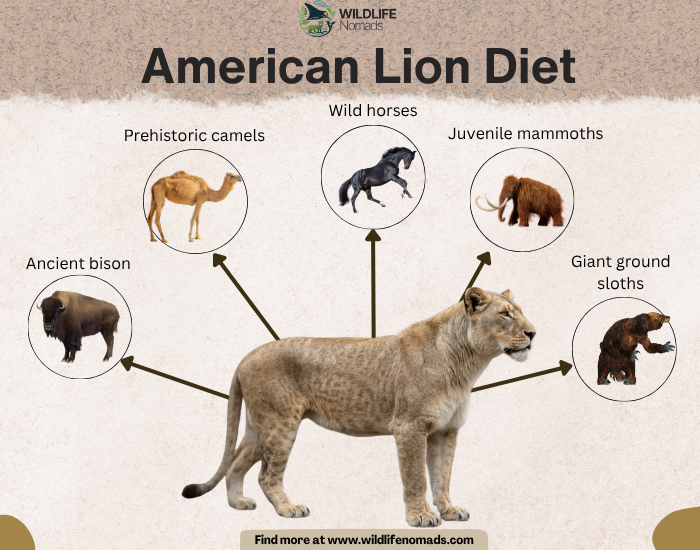 An infographic titled "American Lion Diet" showing an American lion surrounded by icons of its prey, including ancient bison, prehistoric camels, wild horses, juvenile mammoths, and giant ground sloths.