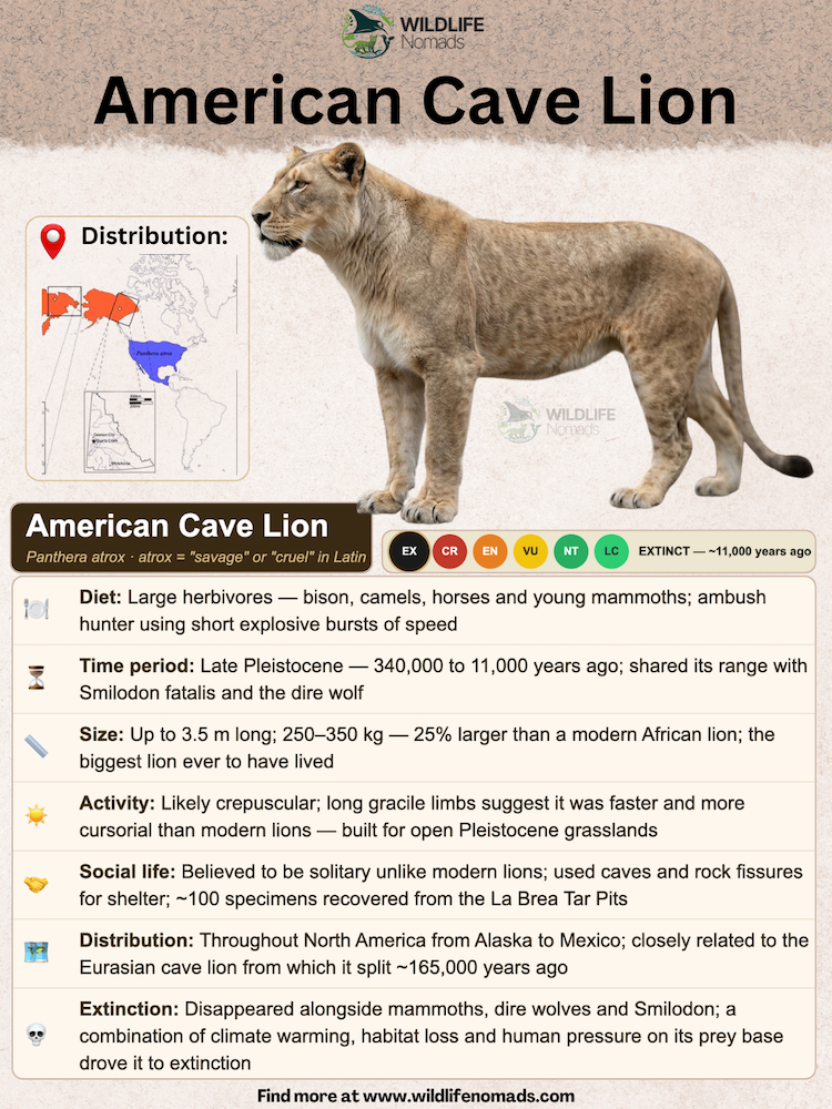 An educational infographic detailing key facts about the American Cave Lion, including its diet, size, time period, and extinction details alongside an illustration and distribution map.