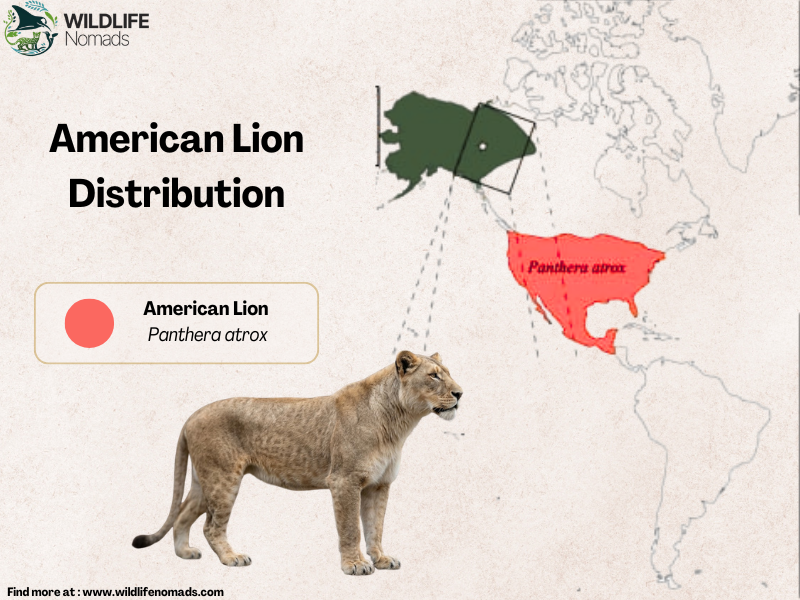 A map graphics page highlighting the prehistoric geographic range of the American Lion (Panthera atrox) across North America, accompanied by a profile image of the species.