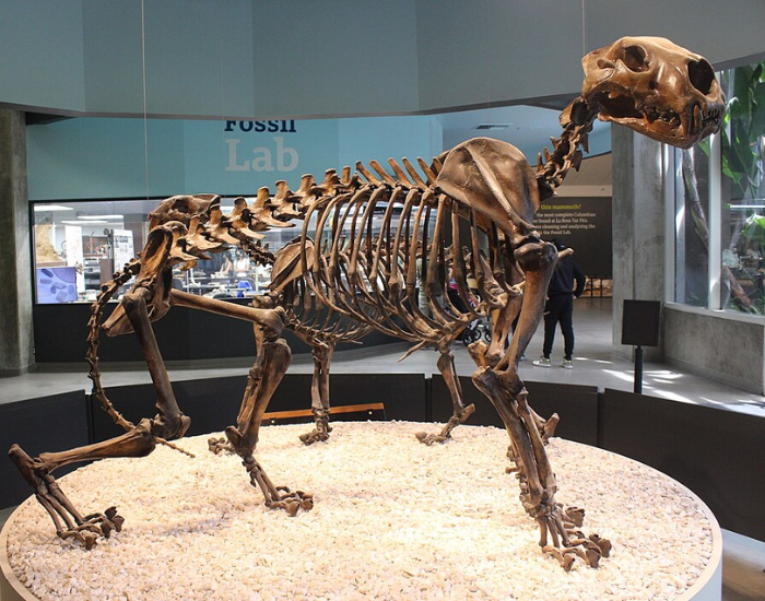 A photograph of a fully reconstructed American lion skeleton display inside a museum showcase.
